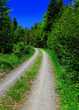 waldweg