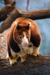 Matschie's Tree-Kangaroo close up