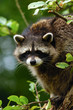 Raccoon