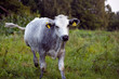 Little cow playing