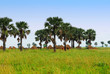 Traditional African village