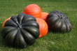 Potirons et Citrouilles