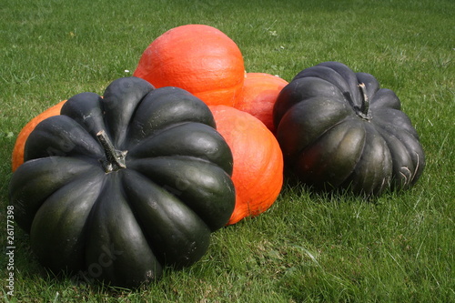 Photo: Potirons et Citrouilles Potirons et Citrouilles