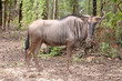 Wilderbeast