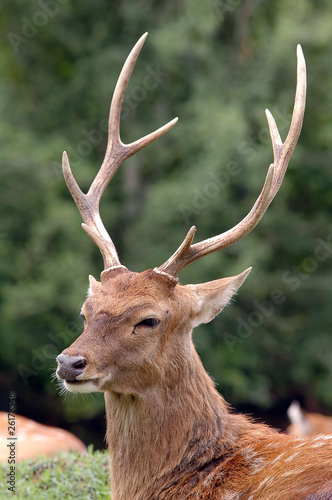 Photo: The Male Sika Deer The Male Sika Deer