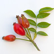 Hagebutten - Rosa canina