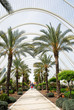 Palm trees walk