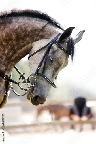 Photo: Head of dappled grey horse Head of dappled grey horse