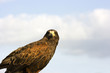 Harris Hawk Bird Of Prey.