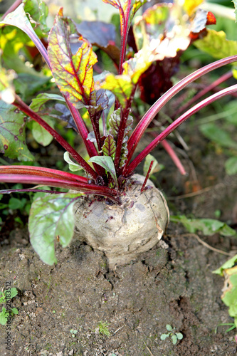 Photo: Beet Beet