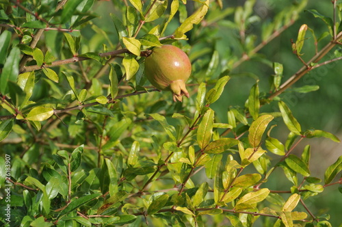 Photo: Granatapfelbaum Granatapfelbaum