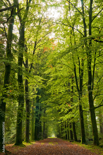 Photo: autumn colored forrest lane autumn colored forrest lane