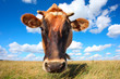 Cow