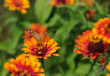 Painted Lady butterfly on a Gerber Daisy.