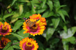 Painted Lady butterfly on a Gerber Daisy.