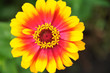 Gerber Daisy