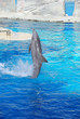 delfino al parco acquatico