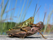Differential Grasshoppers Mating Differential Grasshoppers Mating