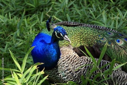 Foto: pavo real V pavo real V