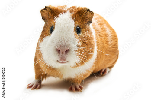 Photo: guinea pig guinea pig
