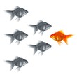 goldfish