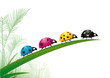 Coccinelles CMJN dans la nature, vecteur Coccinelles CMJN dans la nature, vecteur