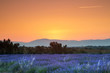 Sunrise over lavender