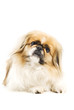 Pekingese dog