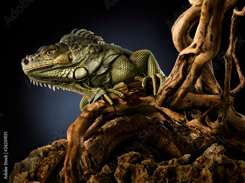 Photo: Creepy dragon. Creepy dragon.