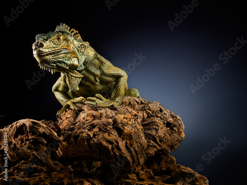 Foto: Creepy dragon. Creepy dragon.