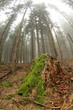 Deep forest