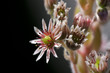 Fleur de joubarbe