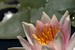 Fleur de lotus