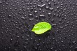 leaf and black background leaf and black background