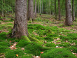 Waldboden