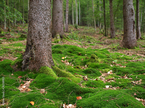 Foto: Waldboden Waldboden