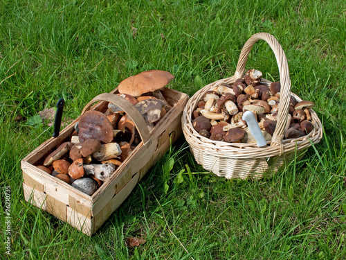 Foto: Waldpilze Waldpilze