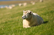 un mouton au soleil