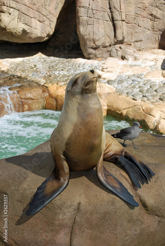 Photo: Cute sea lion Cute sea lion