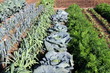 Potager de légumes