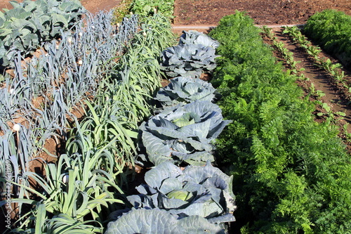Photo: Potager de légumes Potager de légumes
