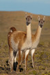 Guanacos (Lama Guanicoe) in Patagonia.
