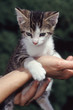 junge Katze wird auf Händen getragen