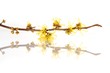 Hamamelis spec. | Zaubernuss <blühender Ast>