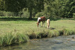Chevaux au pré au bord de la Vieille Somme