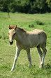 Poulain au pré