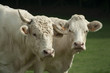 Taureau et vache (portrait)