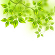 Fresh Vector Leaves Fresh Vector Leaves