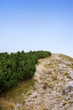 Pine trees at the top of the mountain Pine trees at the top of the mountain