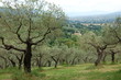Giardino degli ulivi